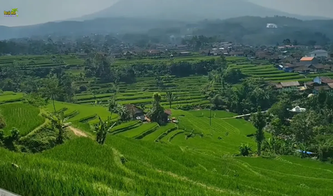 Ada jalan setapak yang membelah sawah