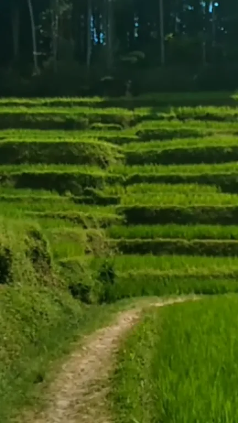 Keindahan Kampung di Tasikmalaya Ini Curi Perhatian, Pesonanya Bak Lukisan