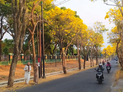 Momen Langka Pohon Tabebuya di Malang Keluarkan Air Bak Hujan, Bikin Warga Melongo