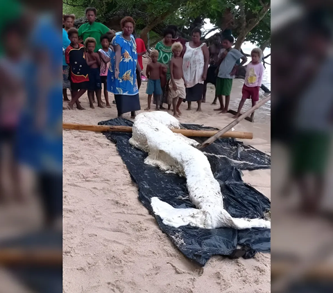 Heboh Penampakan Bangkai Putri Duyung Terdampar di Pantai Bikin Ahli Bingung, Badan Gemuk Penuh Lemak dengan Warna Putih Terang
