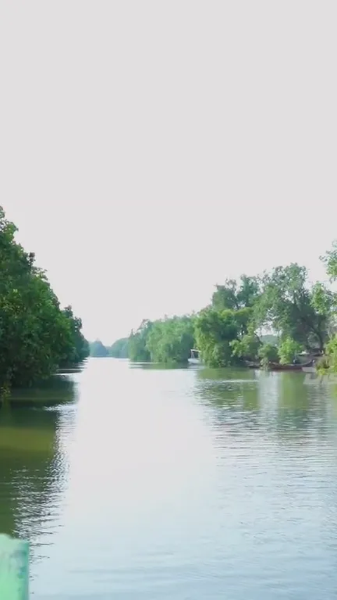 Dikenal sebagai Amazonnya Indramayu, Begini Serunya Mengarungi Sungai Kedung Cowet Pakai Perahu