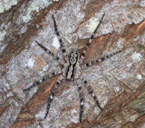 Scientists Discover New Species of Giant Wolf Spider, Living on Trees with Eight Eyes