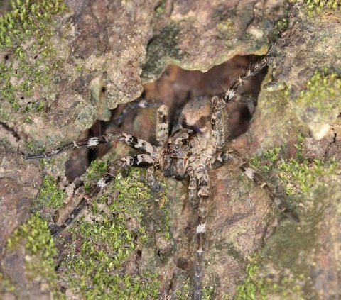 Scientists Discover New Species of Giant Wolf Spider, Living on Trees with Eight Eyes