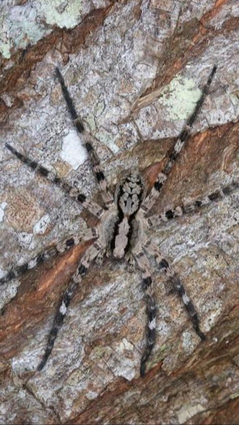 Scientists Discover New Species of Giant Wolf Spider, Living on Trees with Eight Eyes