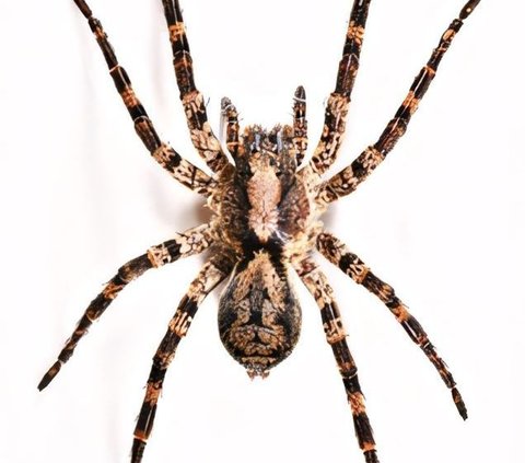 Scientists Discover New Species of Giant Wolf Spider, Living on Trees with Eight Eyes