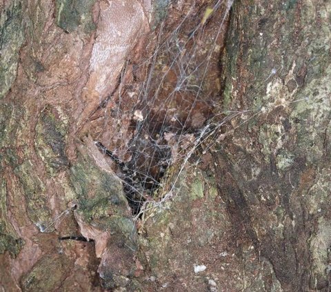 Scientists Discover New Species of Giant Wolf Spider, Living on Trees with Eight Eyes