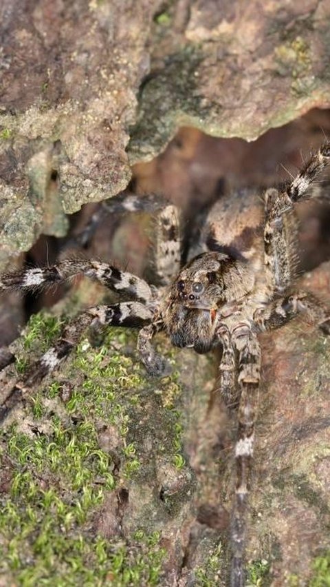 New Species of Wolf Spider Found Above Trees