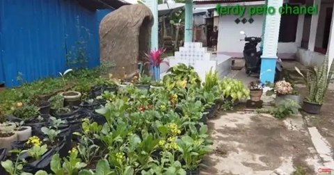 Foto-Foto Rumah Betrand Peto di NTT, Sederhana Ada Makam Kakek Buyutnya