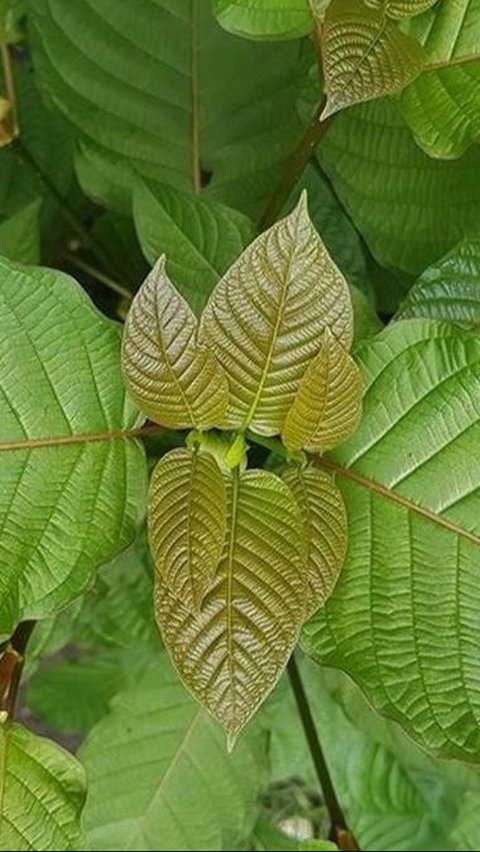 <b>Efek Samping Daun Kratom untuk Kesehatan, Perlu Diwaspadai</b>