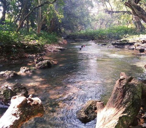 Sumber Air Alami di Bojonegoro Ini Tak Pernah Kering, Cocok untuk Liburan saat Cuaca Panas