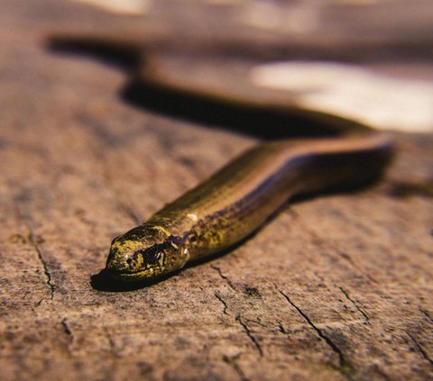 Doa Agar Rumah Terhindar dari Ular, beserta Tips Sederhana Cegah Hewan Liar Masuk Rumah