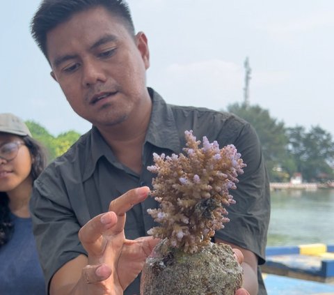 Tak Cuma Organ Tubuh, Terumbu Karang Juga Bisa Ditranplantasi