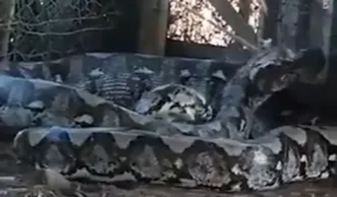 Dalam video, terlihat ular piton berukuran raksasa itu tengah berontak ketika bagian kepalanya berhasil diikat menggunakan tali.
