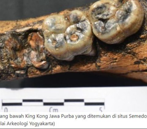 Menguak Fakta Kingkong Purba Raksasa yang Pernah Hidup di Muka Bumi, Salah Satu Fosilnya Ditemukan di Tegal
