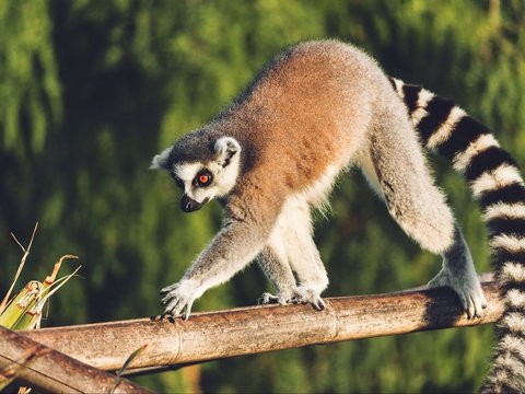 Upaya Konservasi Lemur