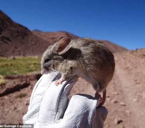 13 Mumi Tikus Ditemukan di Puncak Gunung 6.100 Meter, Ilmuwan Menduga Hewan Itu Mendaki Sendiri Ratusan Tahun Lalu