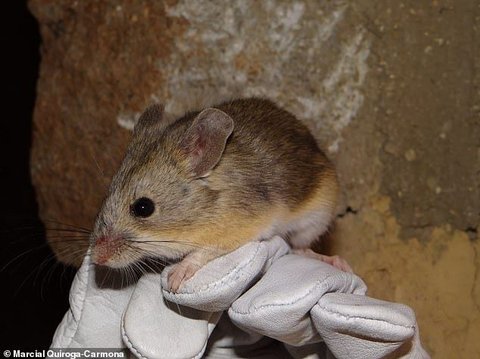 13 Mumi Tikus Ditemukan di Puncak Gunung 6.100 Meter, Ilmuwan Menduga Hewan Itu Mendaki Sendiri Ratusan Tahun Lalu
