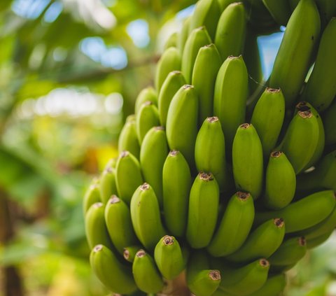 Waduh, Pisang Cavendish Favorit Banyak Orang Terancam Punah