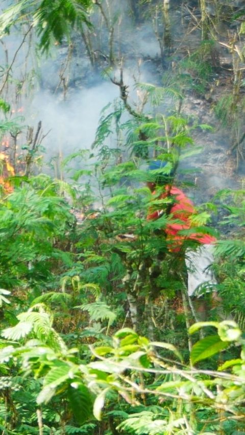 Hutan Pinus Gunung Selendang 2,5 Hektare di Lumajang Terbakar<br>