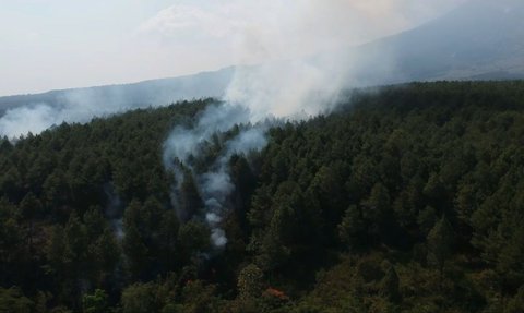 Hutan Pinus Gunung Selendang 2,5 Hektare di Lumajang Terbakar