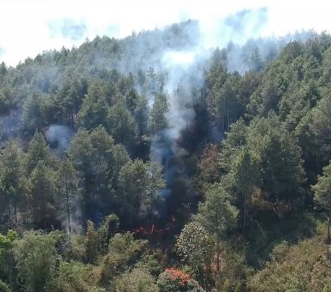 Hutan Pinus Gunung Selendang 2,5 Hektare di Lumajang Terbakar
