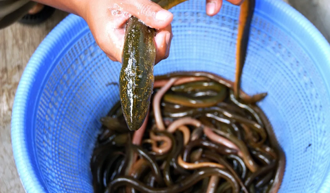 Manfaat Kesehatan dari Ikan Sidat: