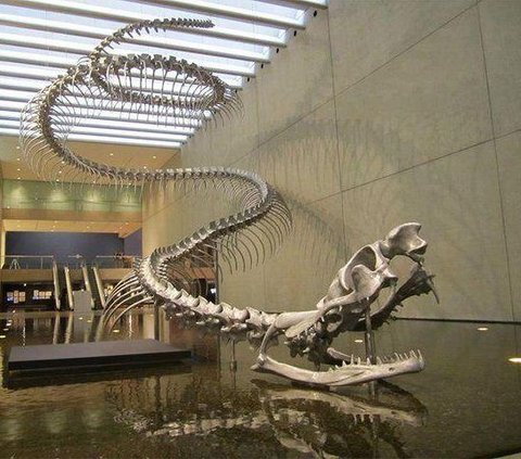 Bukan Piton, Boa atau Anaconda, Inilah Ular Paling Besar yang Pernah Hidup di Bumi: Beratnya Lebih dari 1 Ton