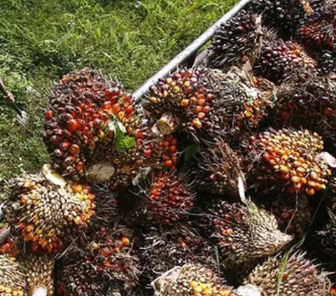 Garuda Indonesia Terbangkan Pesawat Komersial Pertama Pakai Bahan Bakar Campuran Sawit