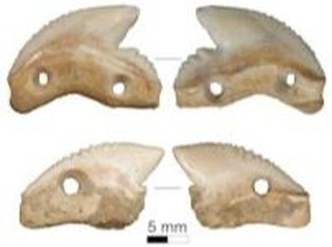 Pisau dari Gigi Hewan Berusia 7.000 Tahun Ini Ditemukan di Indonesia, Dipakai untuk Perang dan Ritual