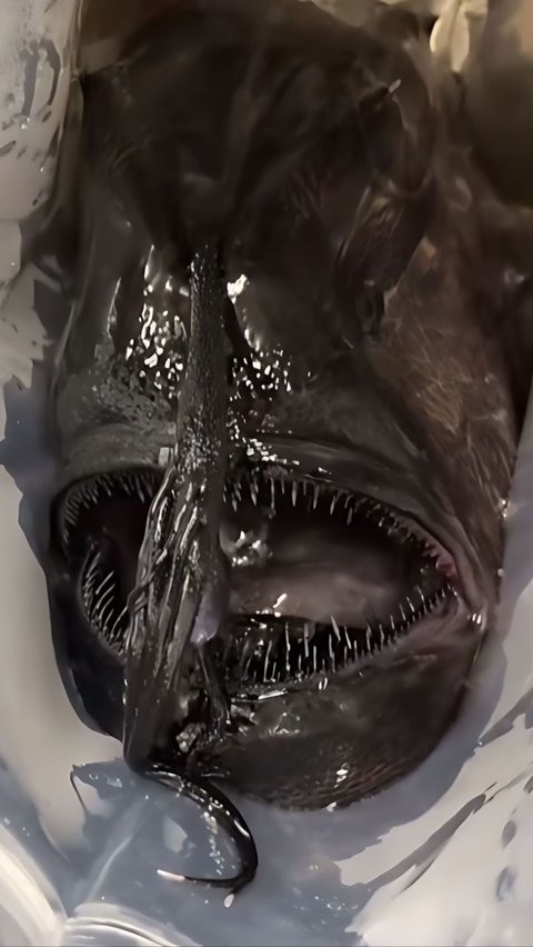 Viral! Terrifying Black-faced Fish with Gloomy Black Skin Stranded on US Beach Has a Sad Life Journey