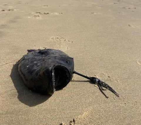 Viral! Terrifying Black-faced Fish with Gloomy Black Skin Stranded on US Beach Has a Sad Life Journey