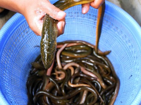 4. Ikan Sidat Indonesia Dilirik, karena di Jepang sudah Langka