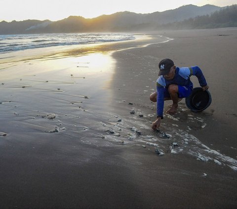 FOTO: Melihat Konservasi Penyu di Kampung Perubahan Iklim Pantai Kili-Kili Trenggalek