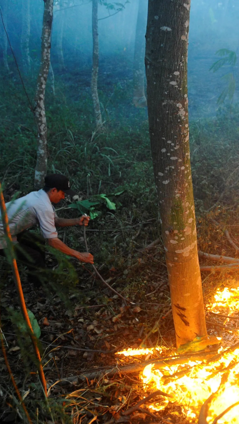 PLN Indonesia Power Kerahkan Personel Atasi Kebakaran Hutan, Ini Sebaran Lokasinya