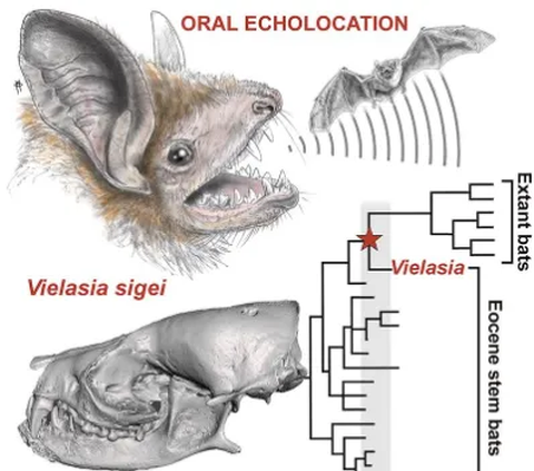 Mereka mengatakan temuan fosil ini membantu menjawab perdebatan panjang mengenai bagaimana ekolokasi berevolusi pada kelelawar, dengan dua hipotesis utama.