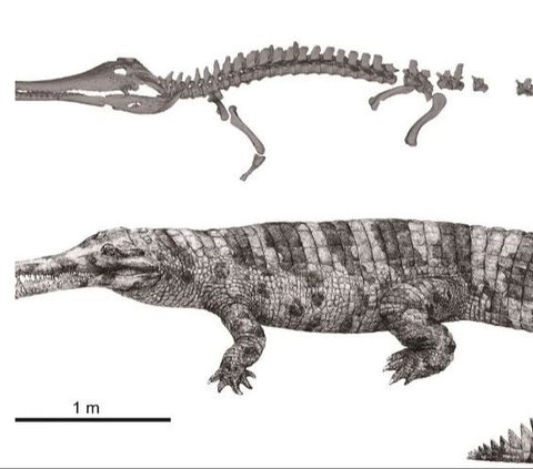 Fosil Buaya Kuno dengan Kepala Terpenggal Ditemukan di China, Arkeolog Ungkap Penyebab Matinya Hewan Predator Ini