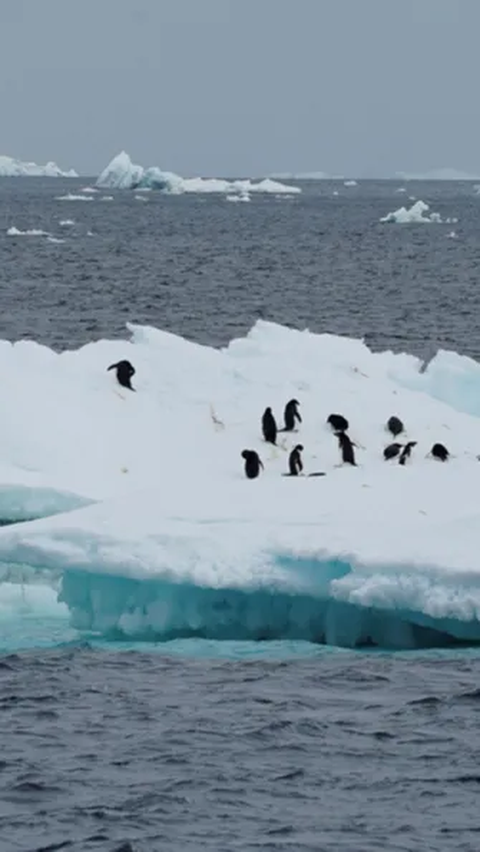 Antarctic Sea Ice Is Shrinking Drastically. What Are The Consequences ...