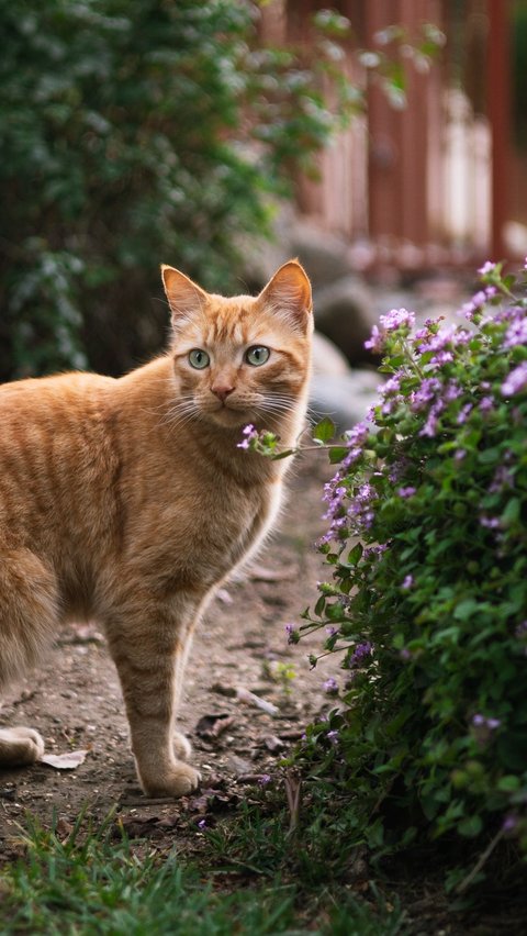 Virus Calici adalah virus sangat menular yang menyebabkan infeksi pernapasan ringan hingga parah dan penyakit mulut pada kucing. Virus ini menginfeksi kucing di seluruh dunia dan dapat menyebabkan penyakit baik pada spesies kucing domestik maupun eksotik.