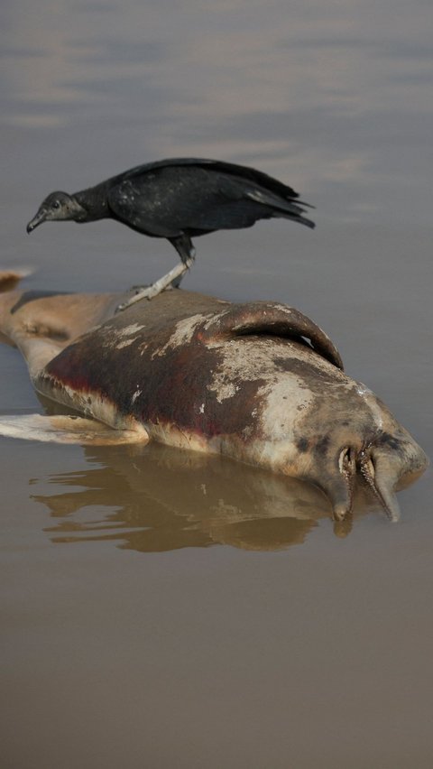 FOTO: Parahnya Kekeringan dan Suhu Panas di Brasil, 120 Ekor Lumba-Lumba Air Tawar di Amazon Mati Mengambang