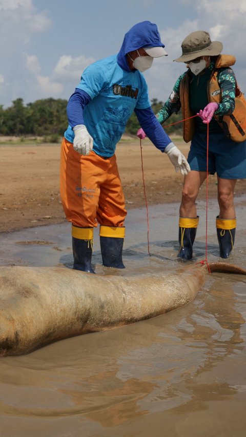 Institut Konservasi Keanekaragaman Hayati Chico Mendes di Brazil telah mengerahkan dokter hewan dan ahli mamalia air untuk menyelamatkan lumba-lumba yang masih hidup di danau tersebut.<br>