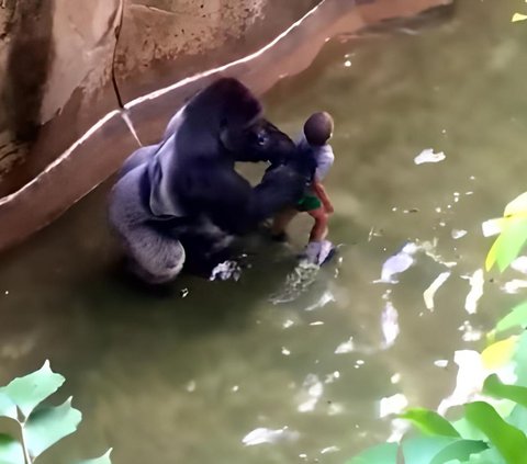 7 Years Have Passed, Latest News of the Boy Who Fell into the Gorilla Enclosure Ends Sadly