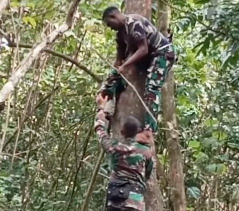 Operasi di Tengah Hutan Belantara, Puluhan Prajurit TNI Kalang Kabut Gara-Gara Satu Makhluk Kecil