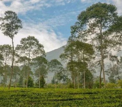 7 Wisata Banyuwangi Terbaru dan Paling Hits, Manjakan Mata Para Pengunjung