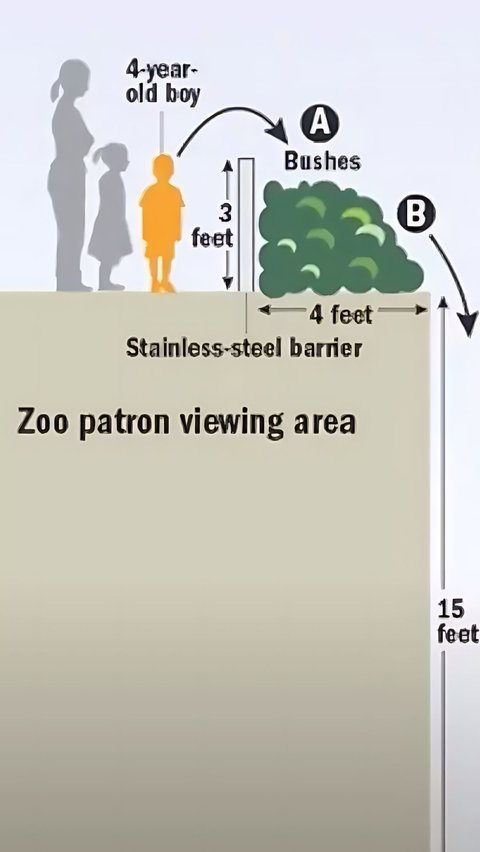 Because, between the gorilla enclosure and the visitor area, there is only a stainless steel fence that is less than one meter tall.