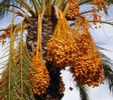 Buah lontar atau siwalan masuk dalam golongan tanaman palma. Biasanya lontar tumbuh di beberapa daerah tropis di sejumlah daerah seperti Jawa, Bali, Sulawesi, hingga Nusa Tenggara.