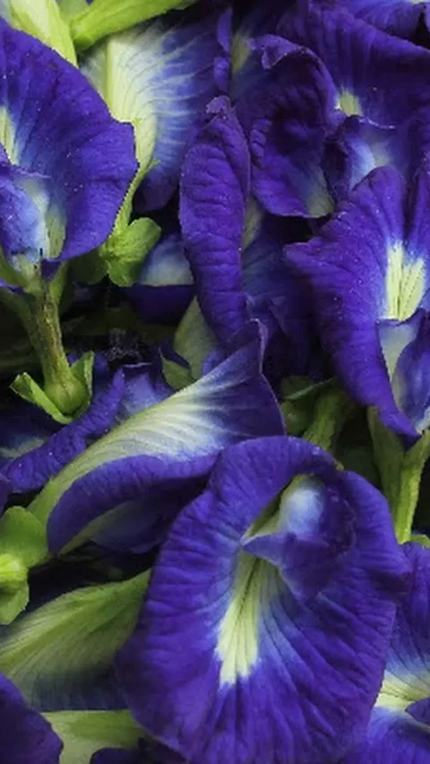 5. Bunga Telang: Warna Biru Keunguan yang Berkhasiat<br>