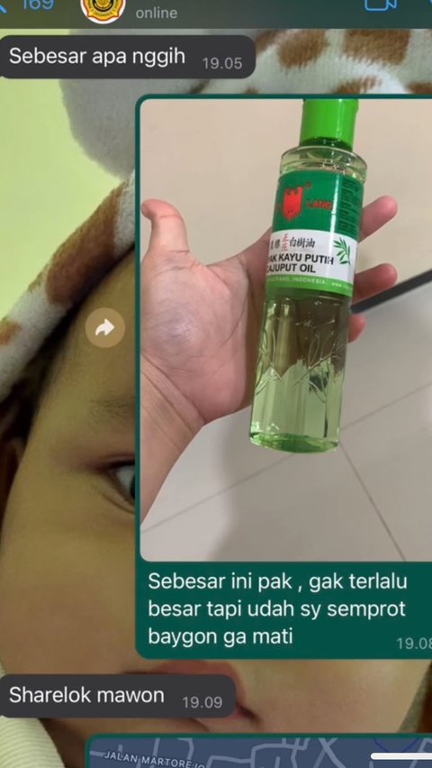 Sigap Bantu Masyarakat, Aksi Petugas Damkar Amankan Tokek Ini Curi Perhatian