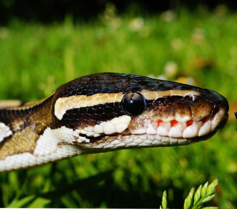 Only in Indonesia, Giant Pythons Lose 'Dignity', Becoming the Target of Palm Oil Worker Mothers