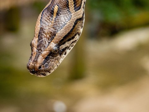 Only in Indonesia, Giant Pythons Lose 'Dignity', Becoming the Target of Palm Oil Worker Mothers