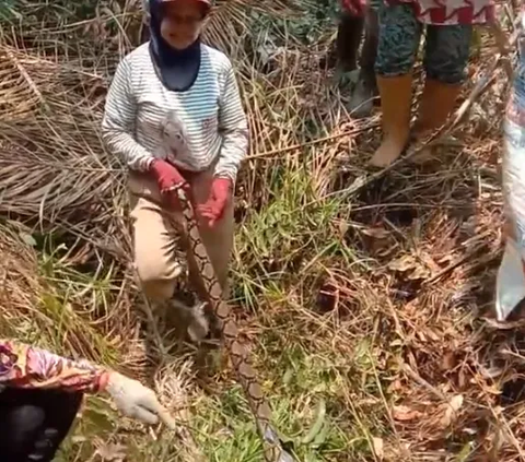 Only in Indonesia, Giant Pythons Lose 'Dignity', Becoming the Target of Palm Oil Worker Mothers